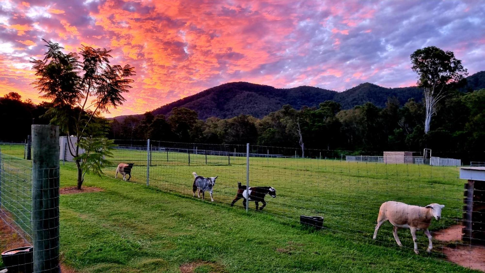 Fig Tree Farm B&B Highvale-Farmstay Near Brisbane! Exterior photo