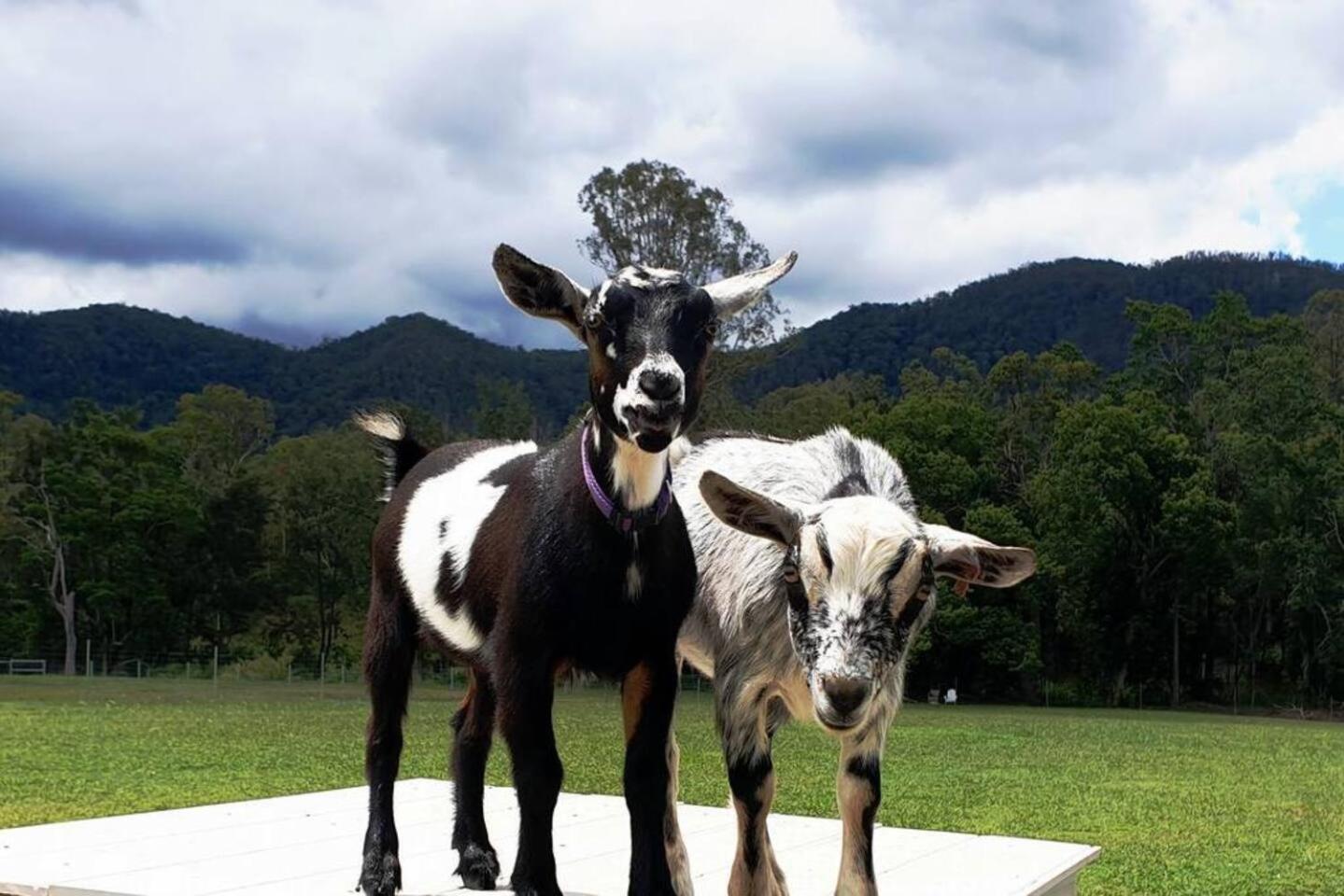 Fig Tree Farm B&B Highvale-Farmstay Near Brisbane! Exterior photo